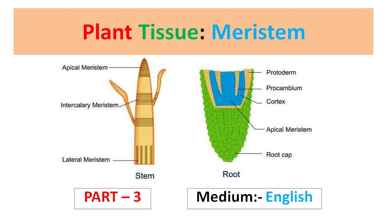 Plant Tissue: Meristem (Part-3) English