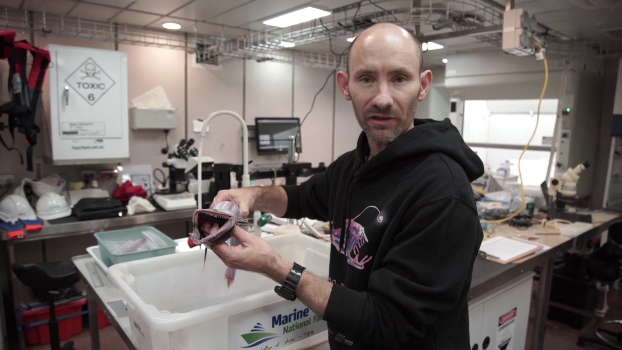 John Pogonoski of CSIRO talks about the Lizard Fish