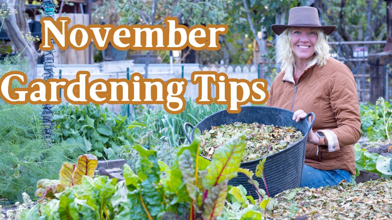 Gardening in November Tips & Tasks for a Great Garden!