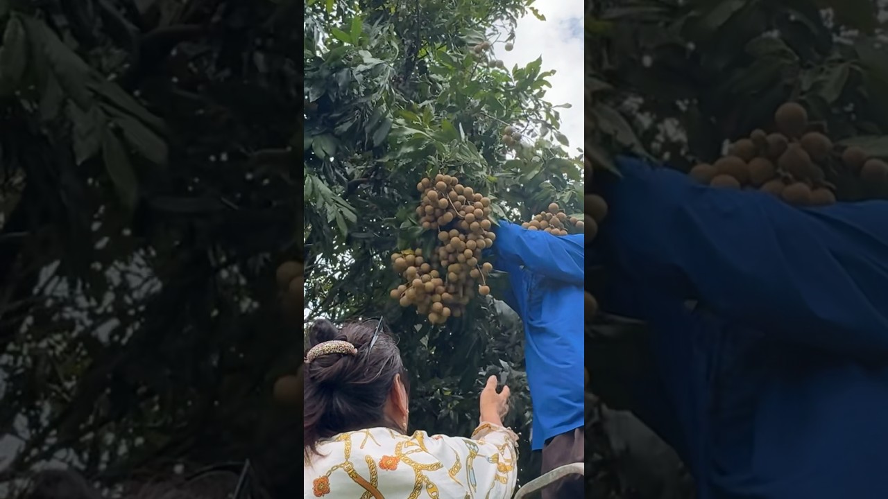 More Longan harvest today! But only the big ones! #harvest #longan