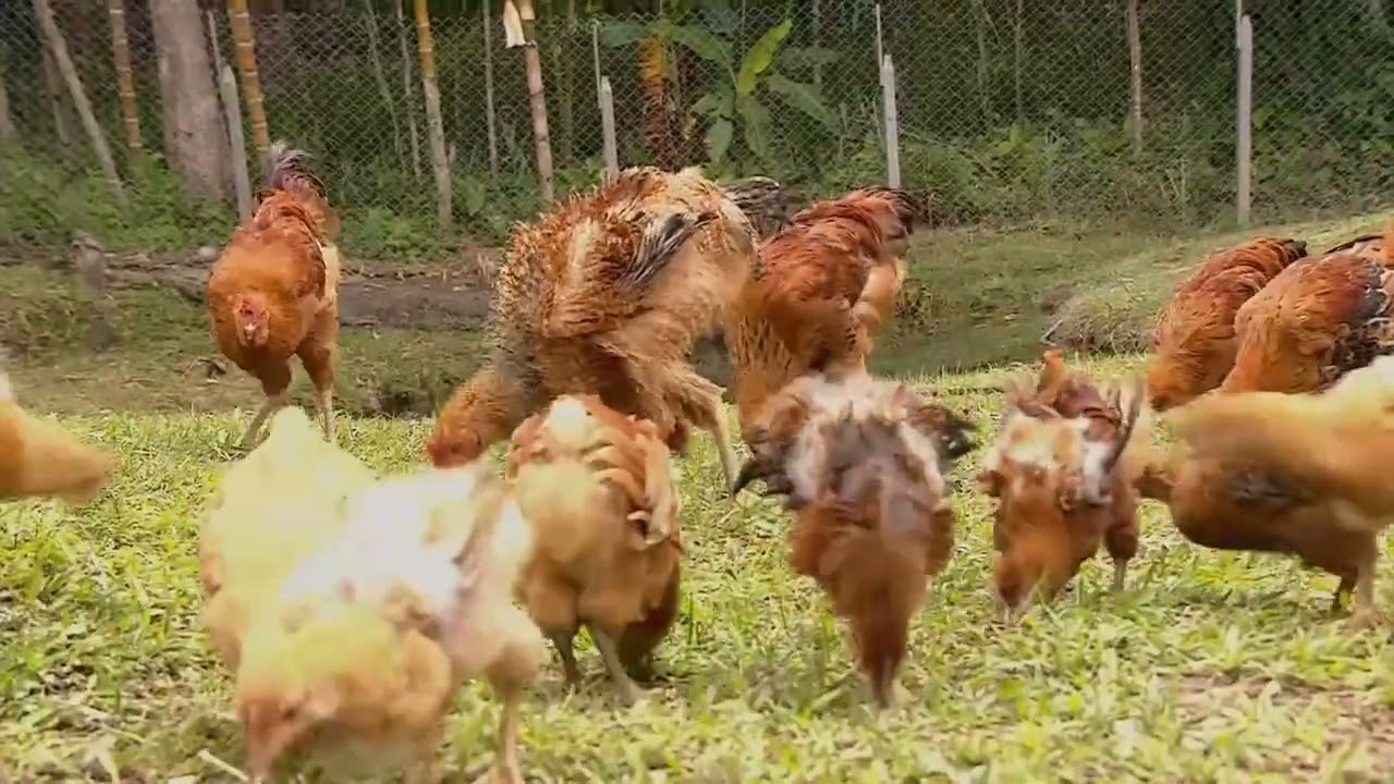 Así se produce carne de gallina criolla - La Finca de Hoy