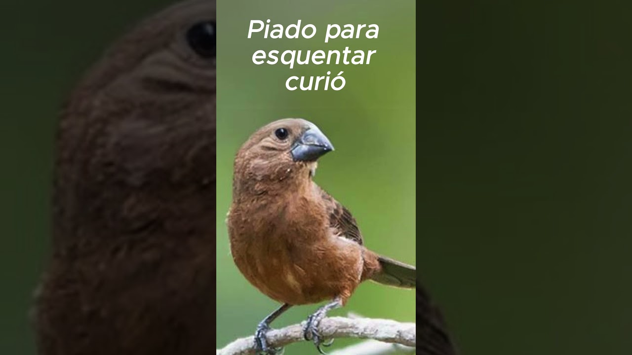 Piado para esquentar curi&oacute;!
