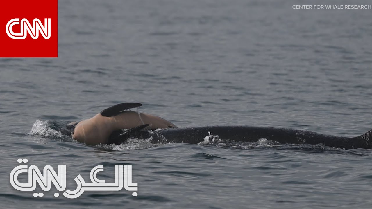 حزن أنثى حوت قاتل على نفوق عجلها يهزّ العالم.. كيف عبّرت عن ذلك؟