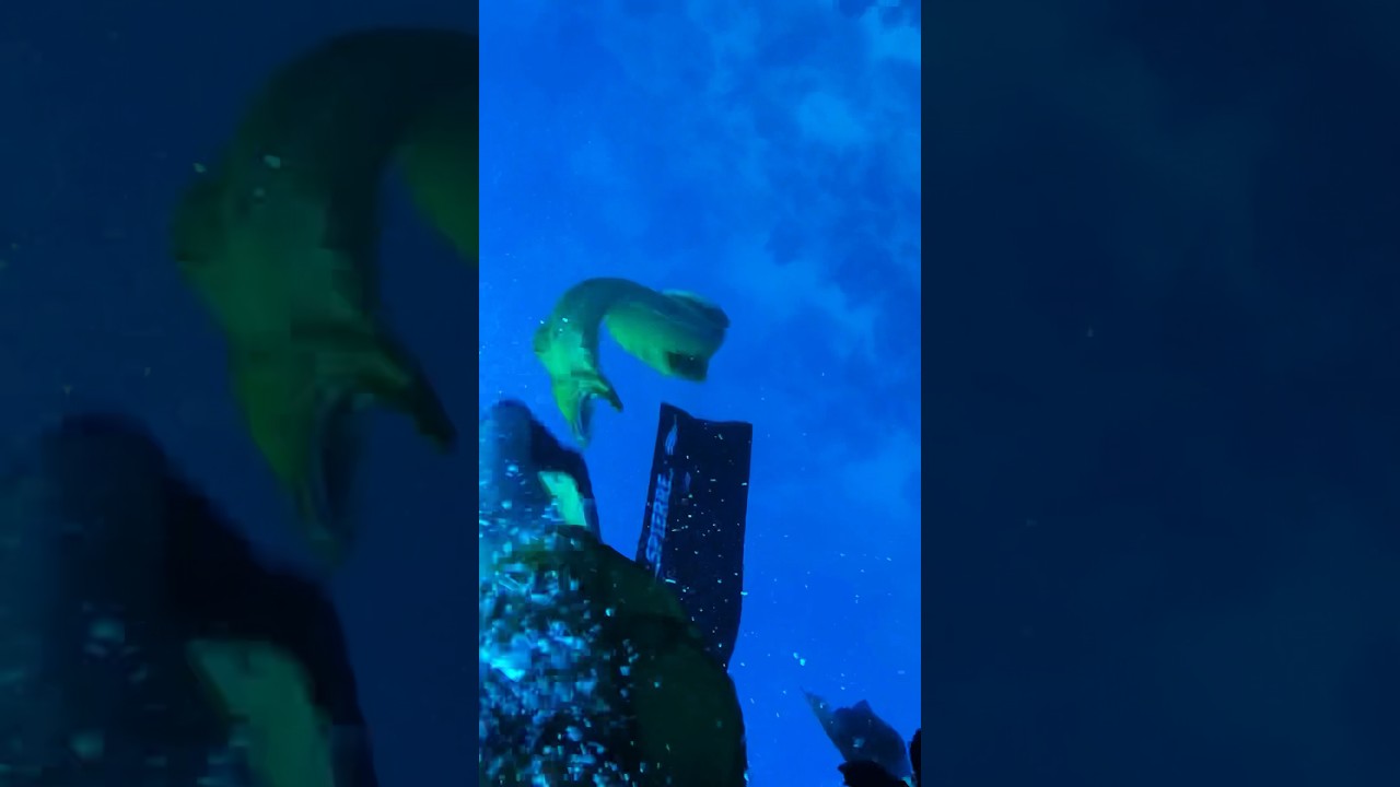 Eel Attacks Diver, Saved By Mate!