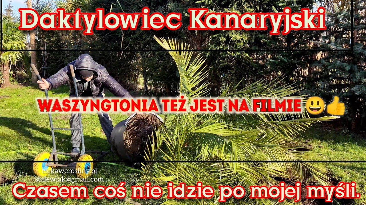 Palma Waszyngtona nitkowata - Daktylowiec Kanaryjski - Zimowanie w szklarni z poliwęglanu 6mm. CDN