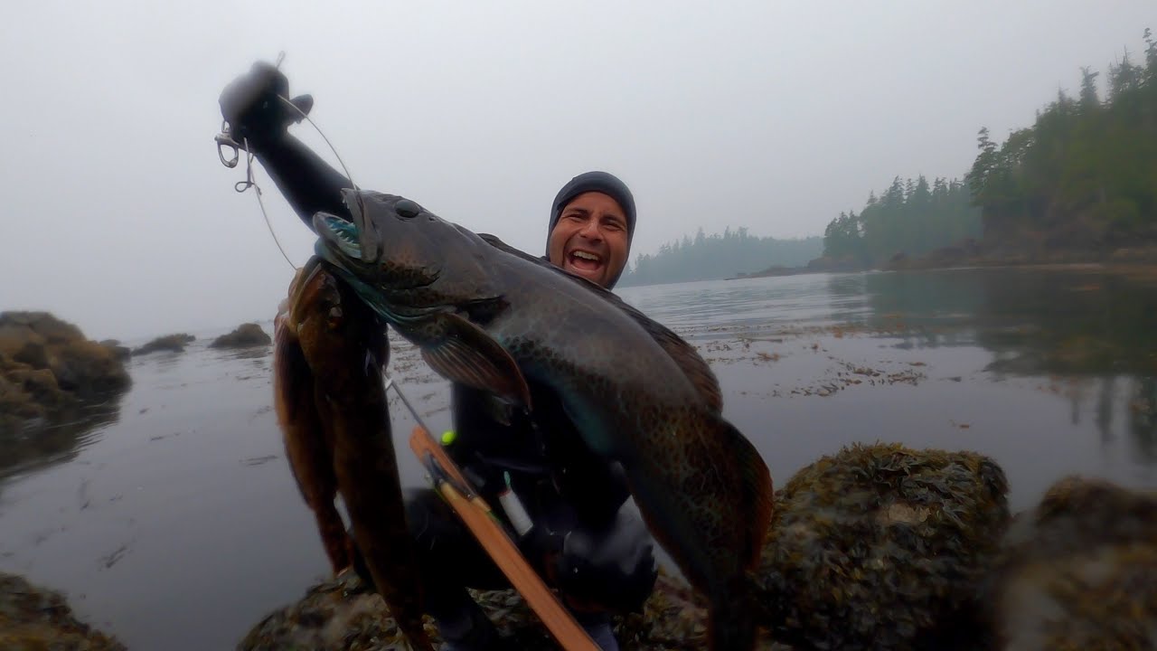 Lingcod Cruising | BC Spearfishing & Freediving