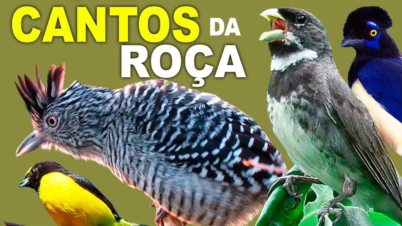 CANTOS DA RO&Ccedil;A e SONS DA MATA ATL&Acirc;NTICA - Observa&ccedil;&atilde;o de Aves do Brasil - Passarinhada