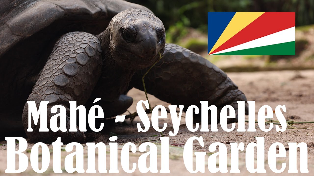 Mont Fleuri Botanical Gardens in Victoria, Mah&eacute;, Seychelles