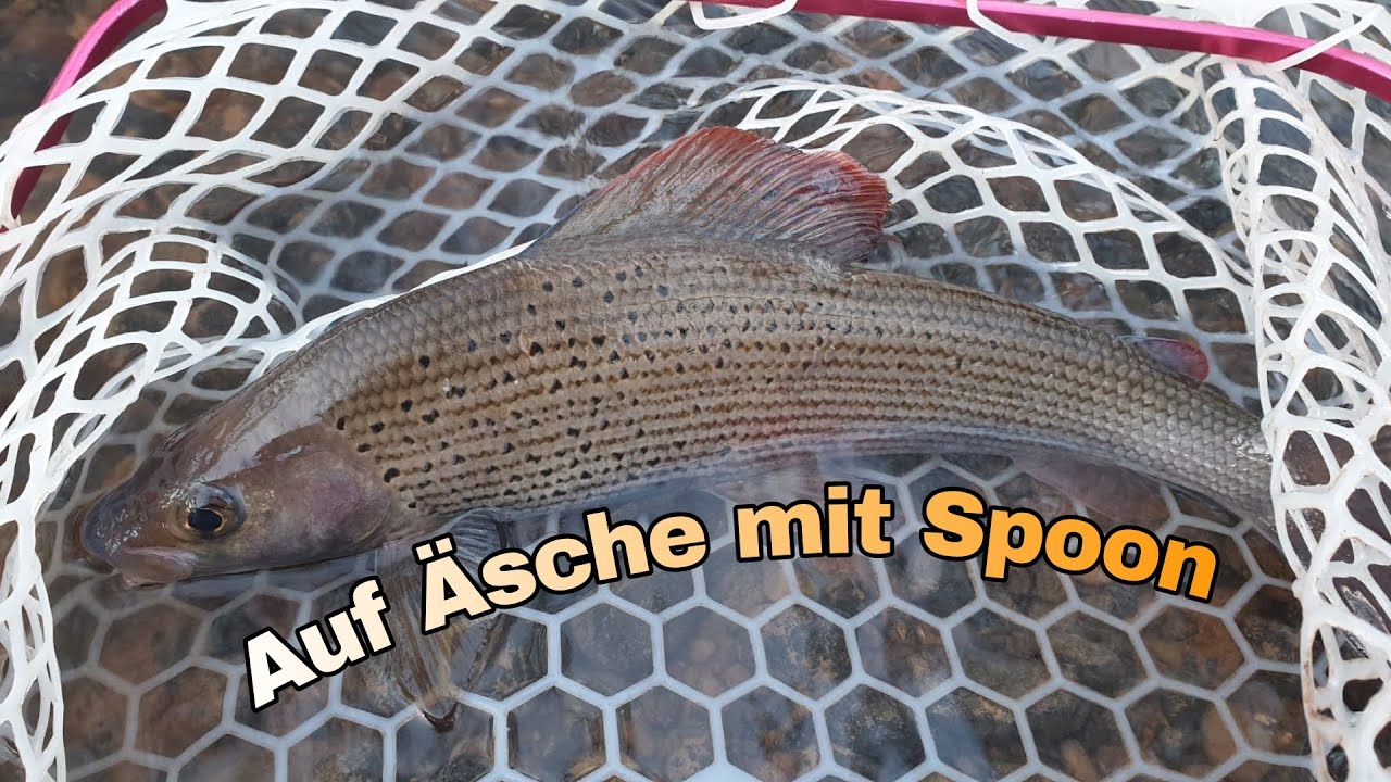 Äschen angeln mit Spoons am Bach