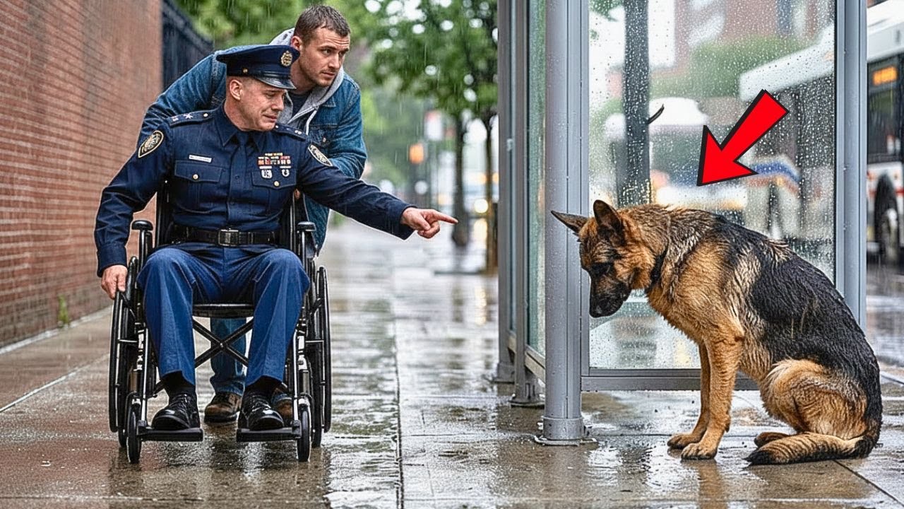 Je le croyais mort — Un officier pleure en retrouvant son chien policier affamé et squelettique !