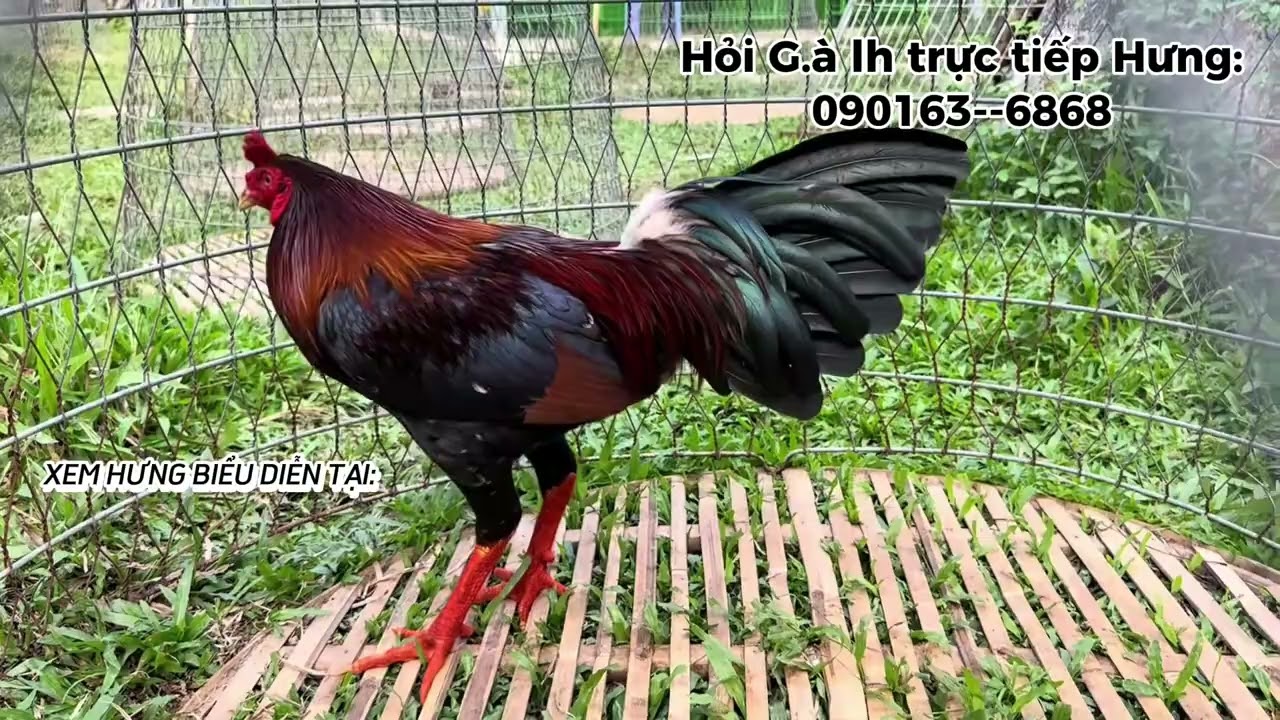 Trại gà Hưng Cần Thơ làm xuyên tết chỉ nghỉ mùng 1 nhé ae