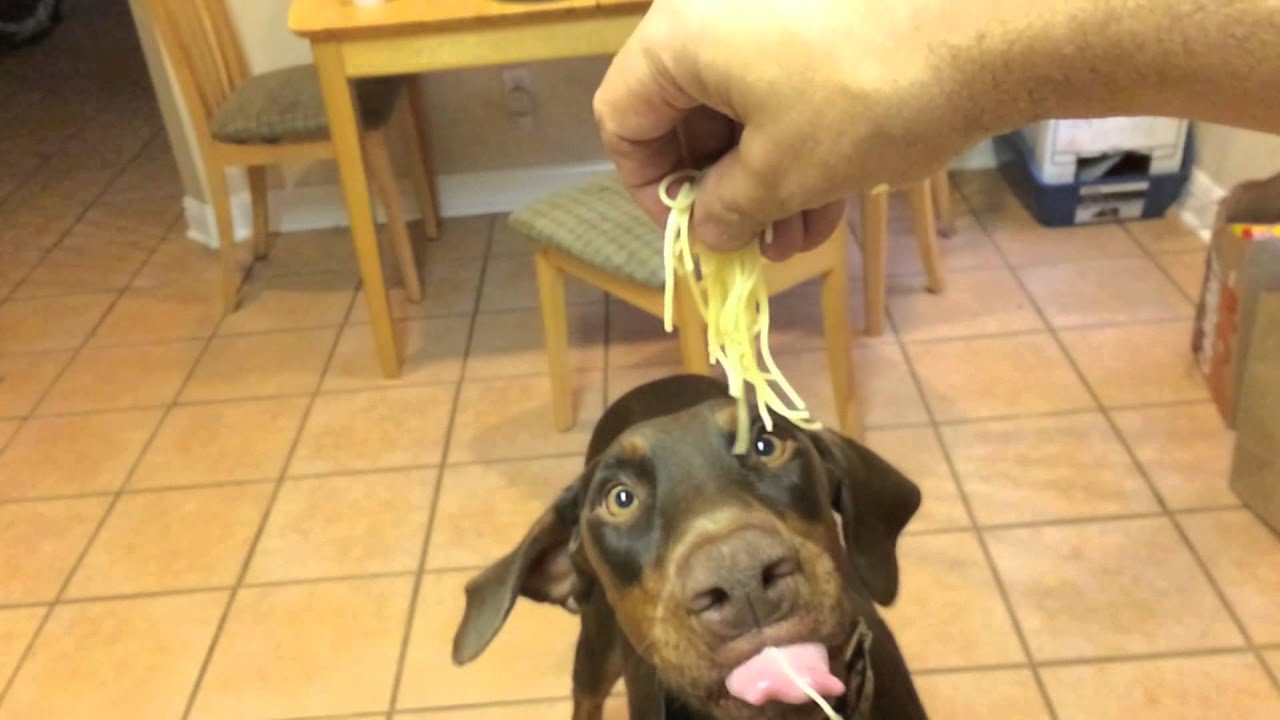 dog eating pasta  slow motion to banjo music