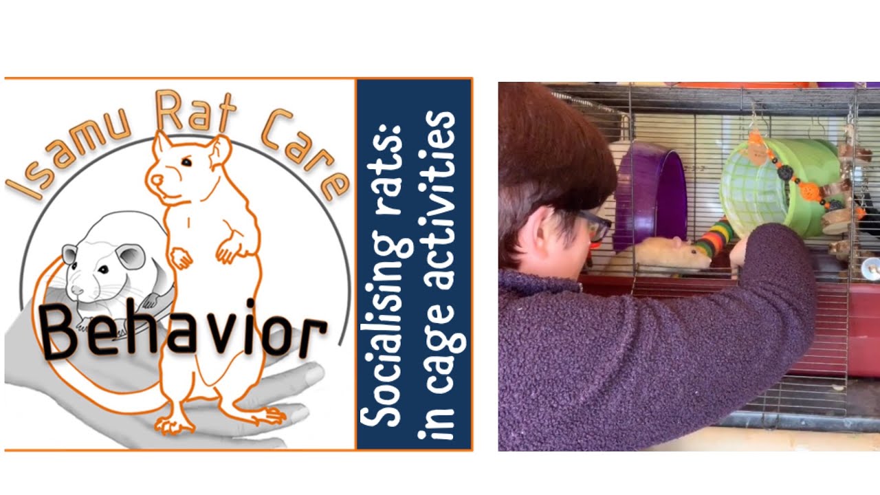 Socialising rats: in cage activities