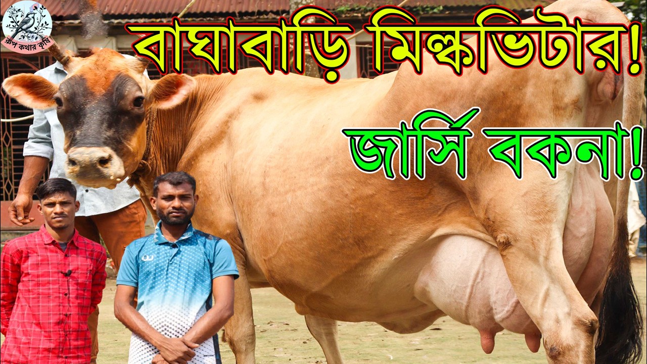 ভ্যারাইটিস কালেকশন বাঘাবাড়ি মিল্কভিটারের জার্সি বকনা সহ রেডি পেগনেট না এবং মিল্কভিটারে জার্সি ষাড়।
