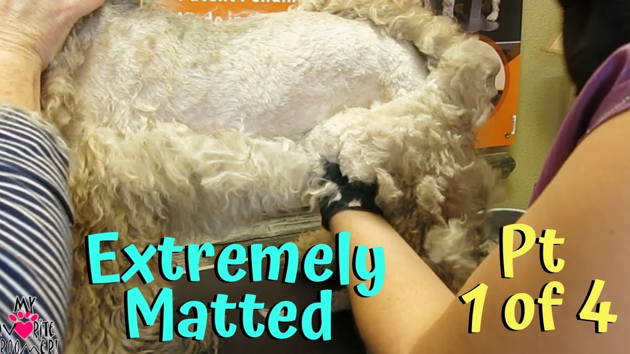 I had no idea grooming my matted dog was this hard PT1 of 4