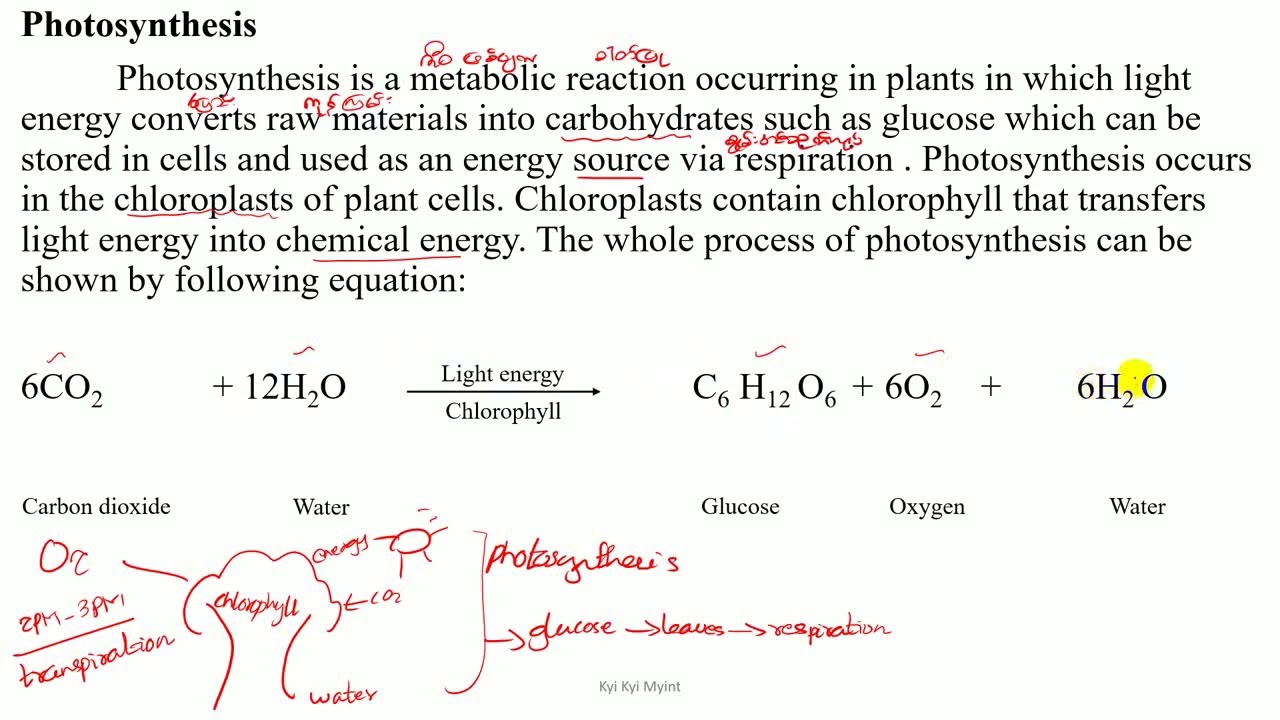 Grade 10 Chapter 4 Photosynthesis