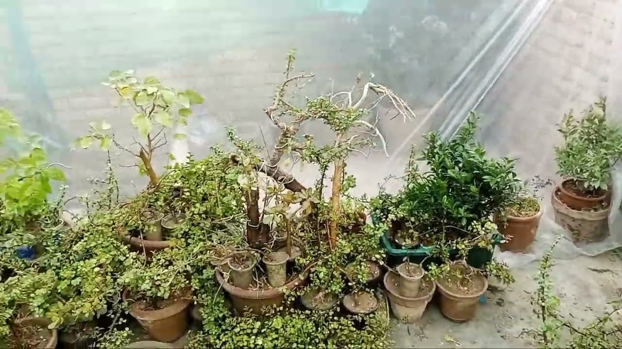 This is How i Made Polyhouse on Terrace For Winter #gardening #plants #polyhouse #bonsai #greenhouse