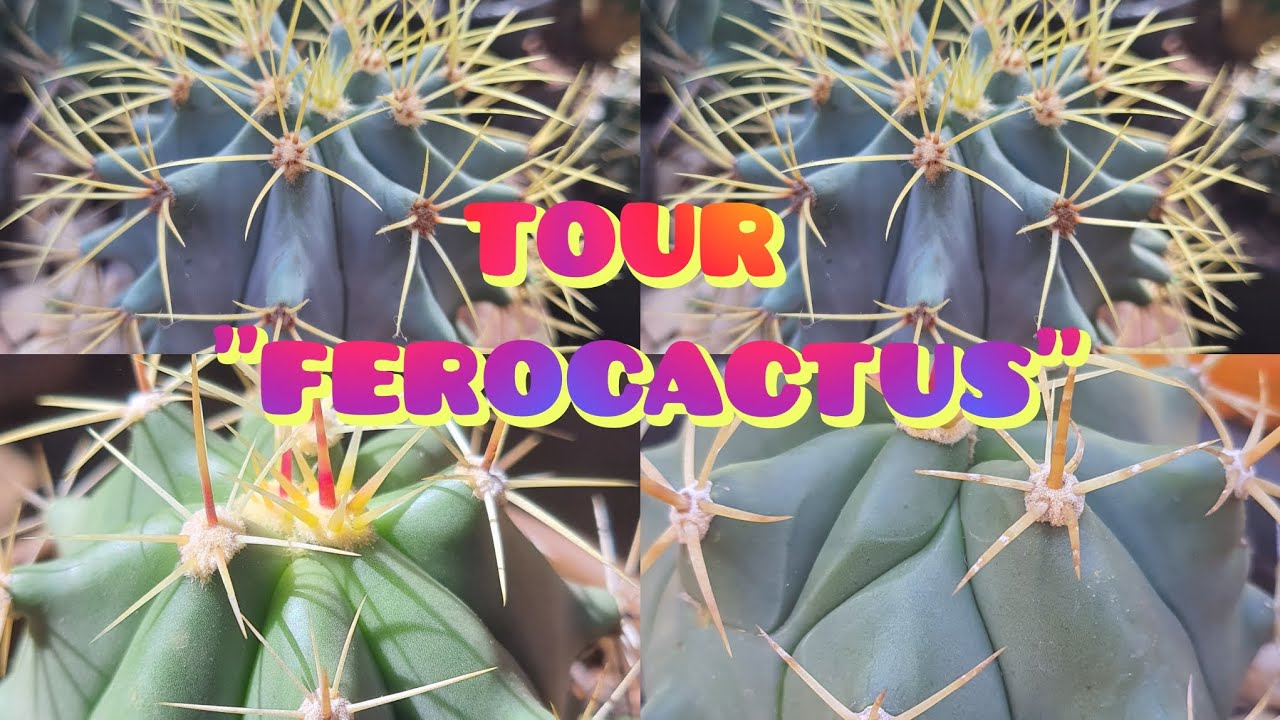 TOUR Por Minha Coleção de FEROCACTUS : Arranjo de FEROCACTUS! #tourcactos #ferocactus