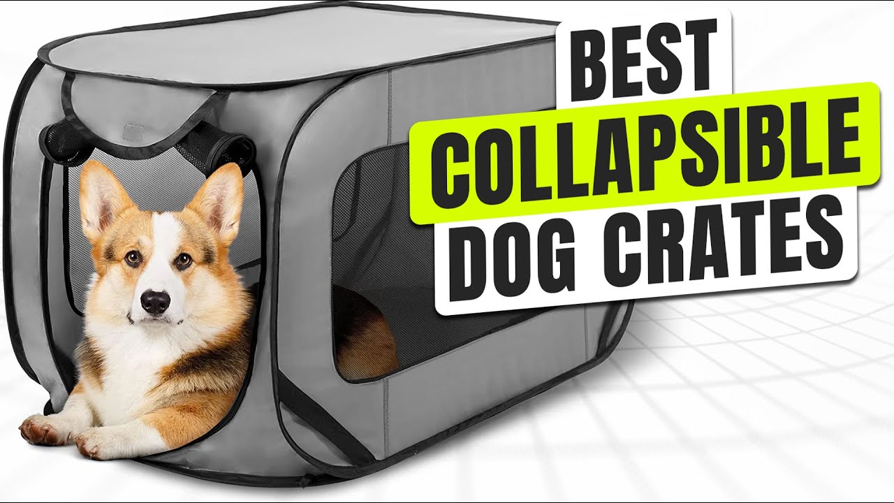 5 BEST Collapsible Dog Crates