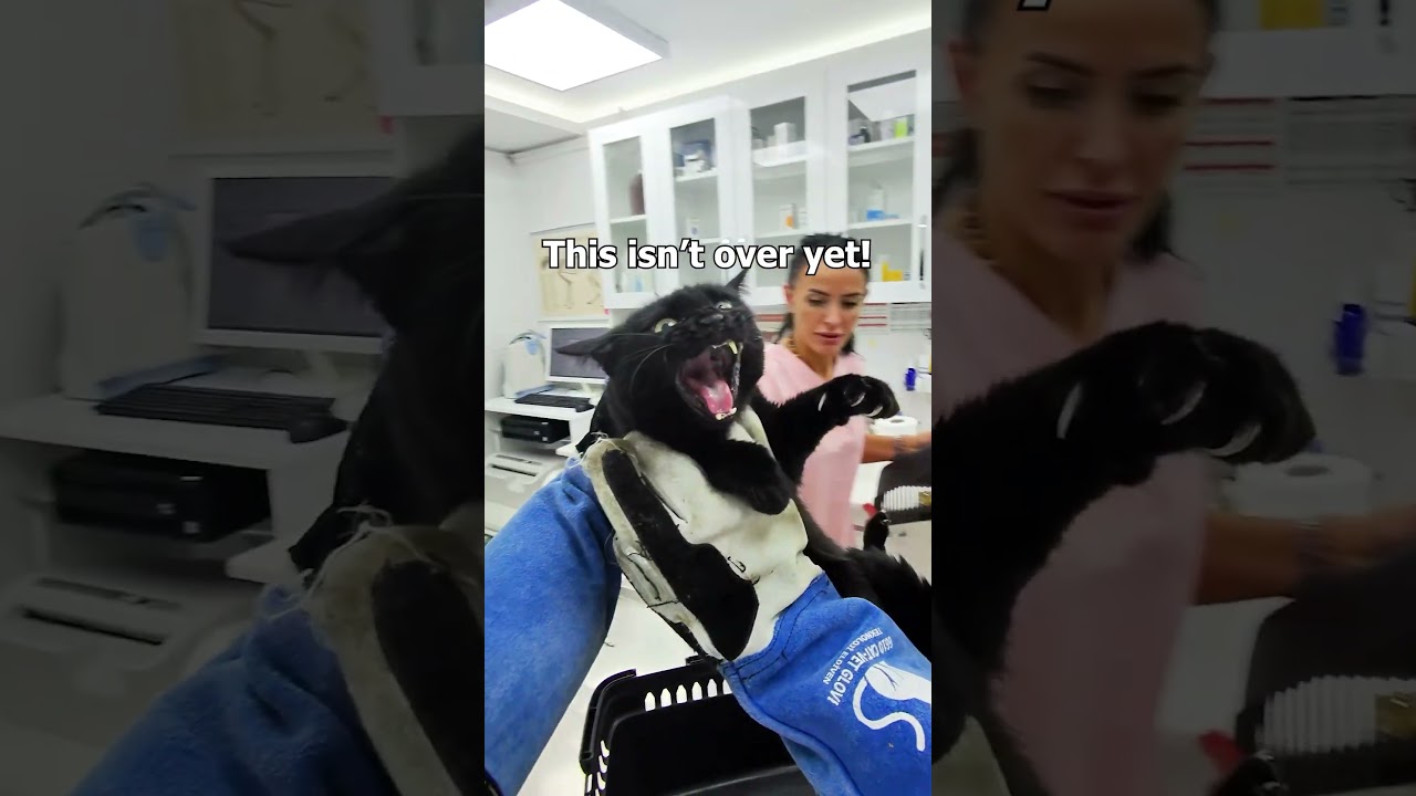 Cat vs. Vet Showdown! 😂🐾