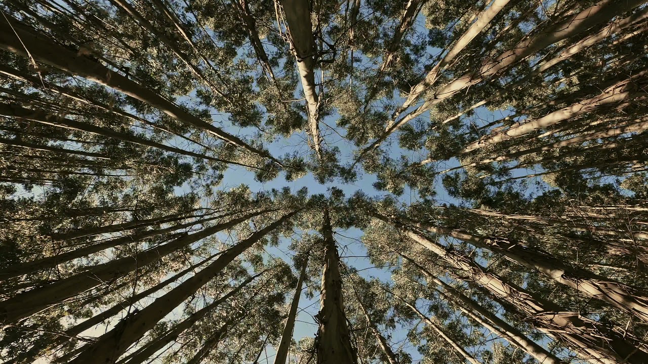 Low Angle View of Tree Trunks