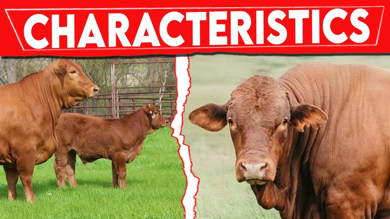 ⭕ BEEFMASTER Cattle Breed Characteristics ✅ Every Breed In The World || Beefmaster / Biggest Bulls