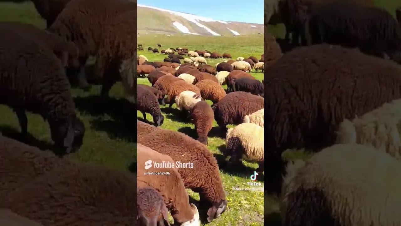 ERZURUM HINIS YAYLALARI