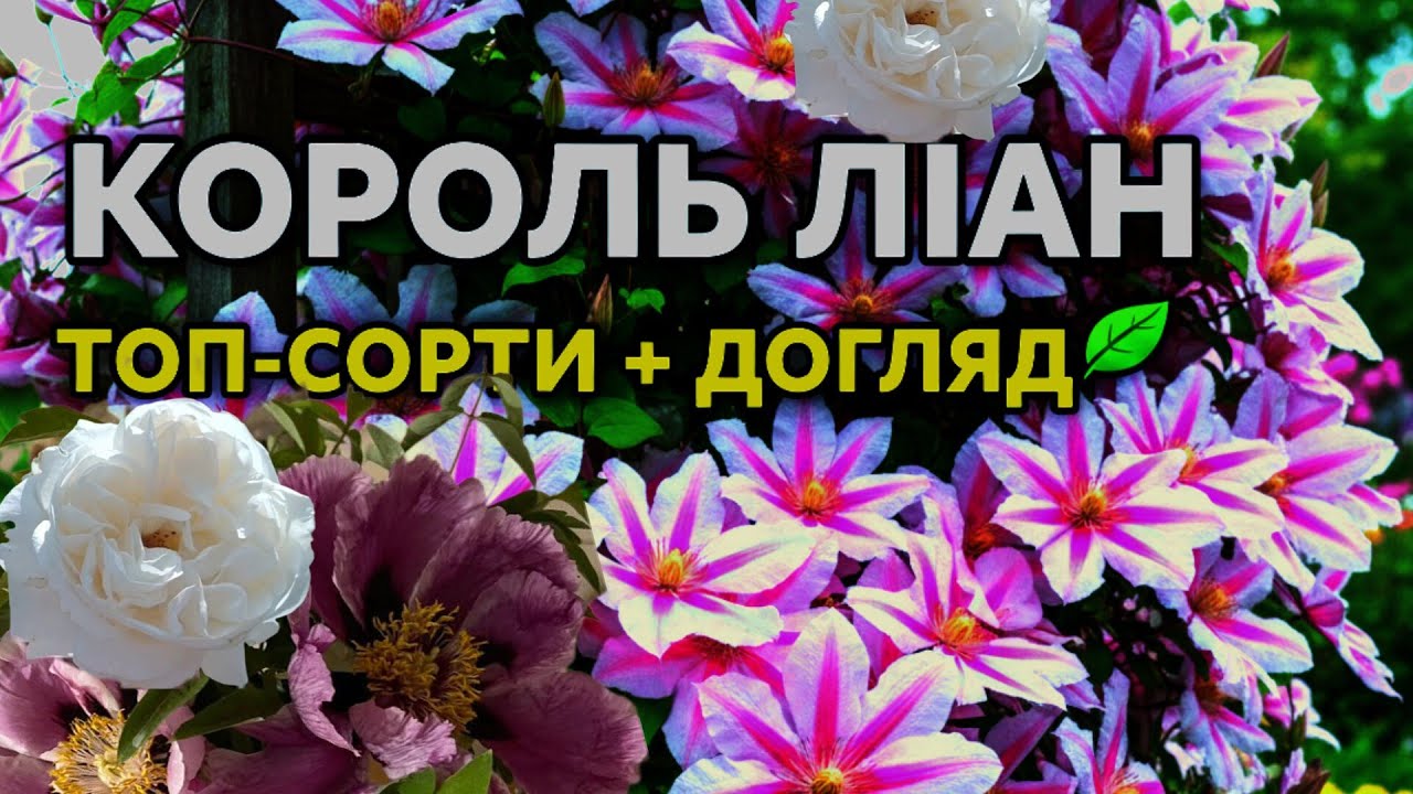 Клематис: сорти, посадка, догляд. Готуємо сад до весни!