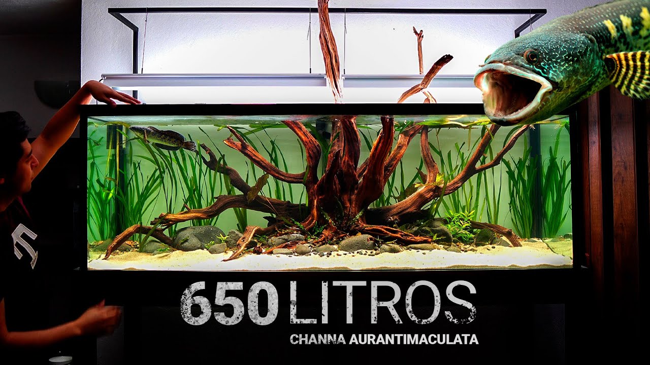 MONTAJE de Acuario de 650L para PEZ DEPREDADOR | Guía paso a paso