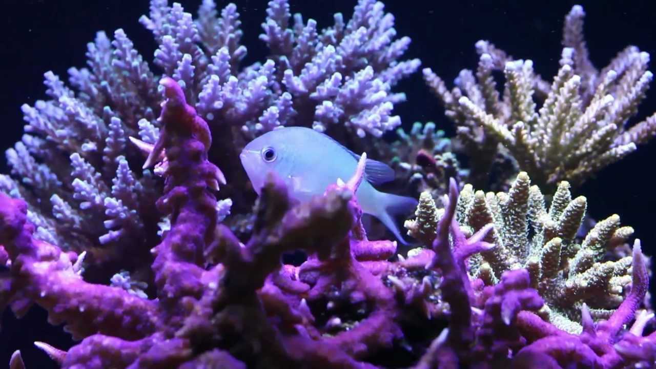 Digital-Reefs Hobbyist Showcase #1