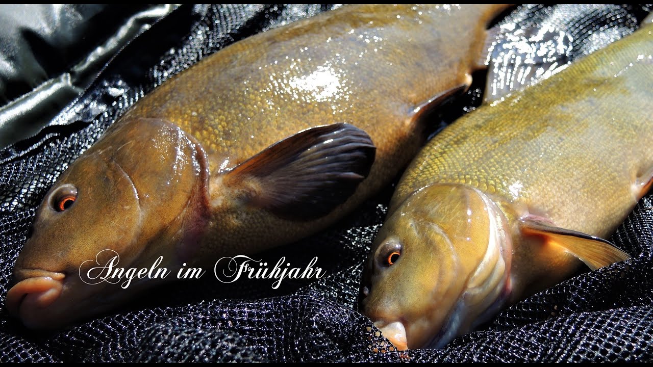 Angeln im Frühjahr. Liftpose und Festblei. Zielfisch: Schleie