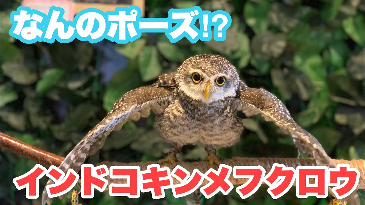 水浴び姿が可愛すぎるインドコキンメフクロウ🦉