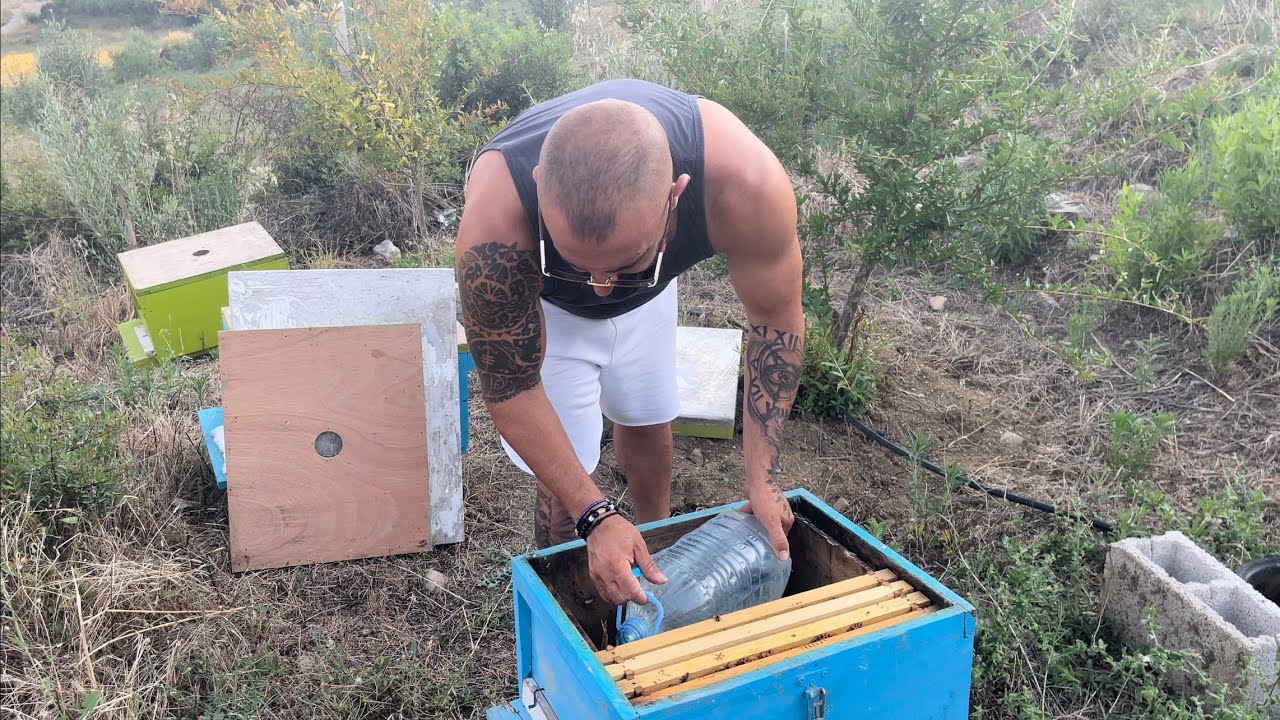 Si mund te ndihmojm nje blet kur nuk zhvillohet-how to help a bee whin it is not well be ok. 14.07&hellip;.