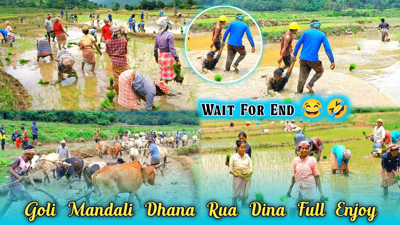Goli Mandali Dhana Rua Dina Full Enjoy/ Karidale Po Song / soura tribal song