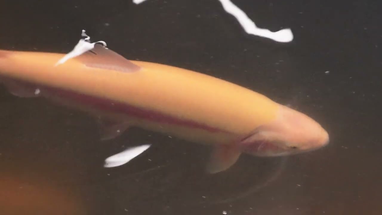 Store Fisk til  Sæsonåbning i Stenvad Put and Take