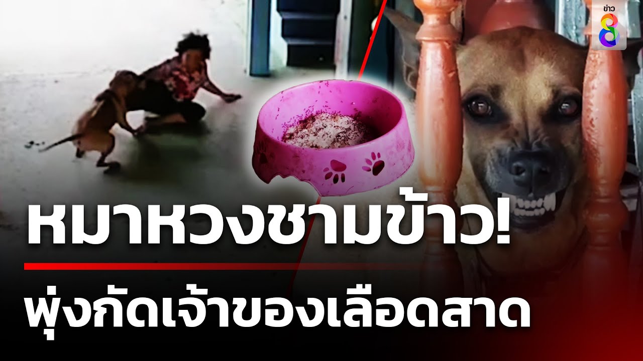 หมาโหด! หวงชามข้าวพุ่งกัดคุณย่า 71 ปี เลือดสาด-เย็บ 8 เข็ม | 6 เม.ย. 67 | ข่าวใหญ่ช่อง8