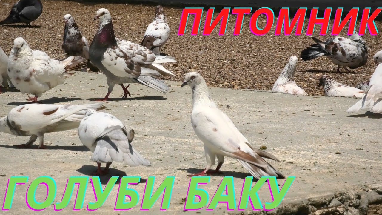Питомник Бакинских голубей Фарида и Вусала в Баку!