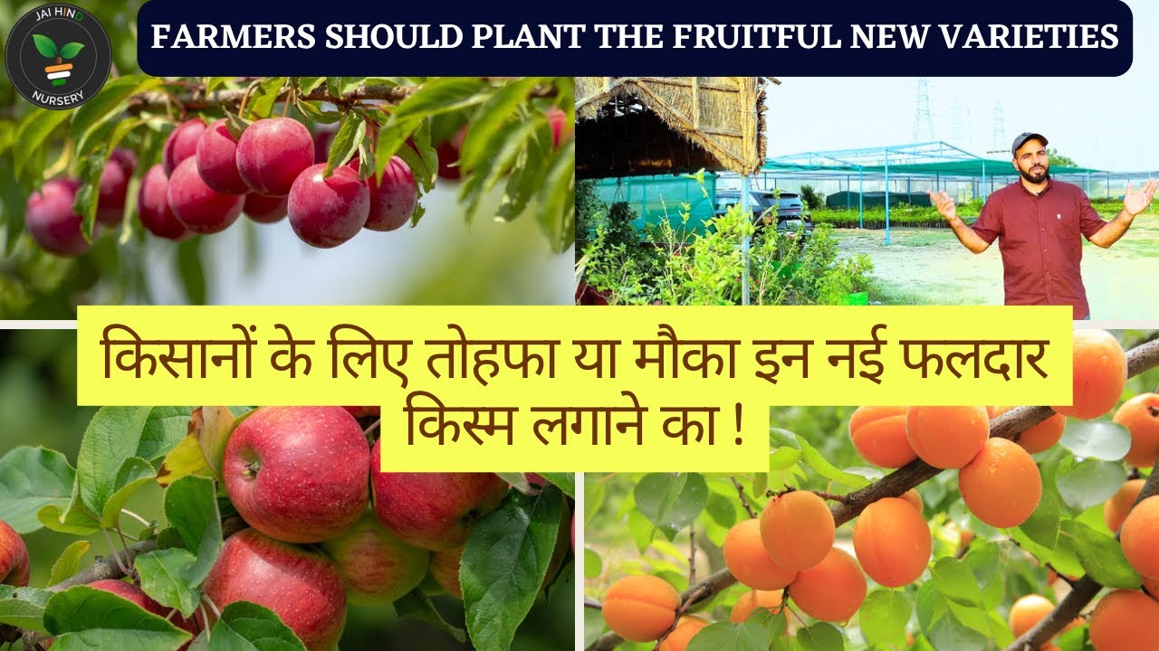 भविष्य में इन पोधों को लगाए, @Jaihindnursery Apricot ,Pear,Plum,Apple,Persimmon,Almond,Olive and etc