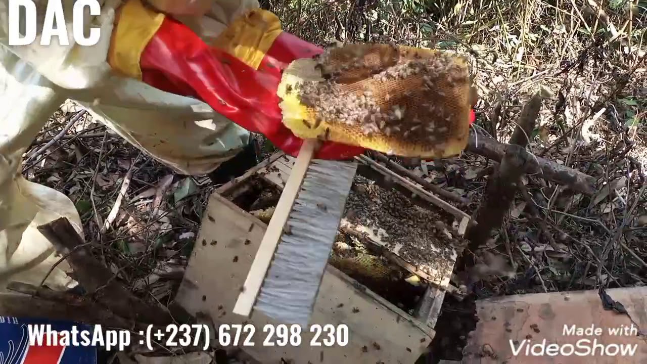 Ce qui arrive lorsque le support de ruche en mat&eacute;riel local est d&eacute;fectueux et qu'on ne change pas..