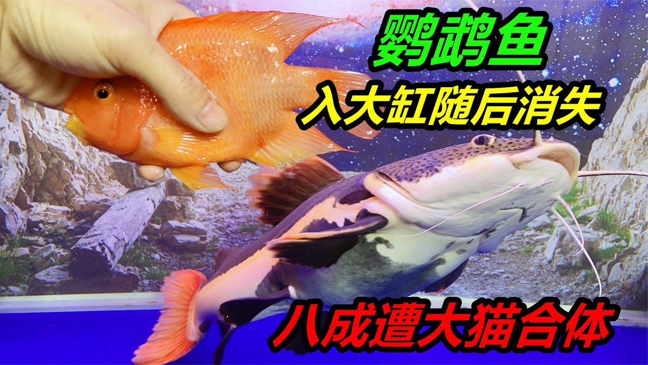 上午把鸚鵡魚放到魚缸裏，下午就沒了，難道真被招財貓魚吃了