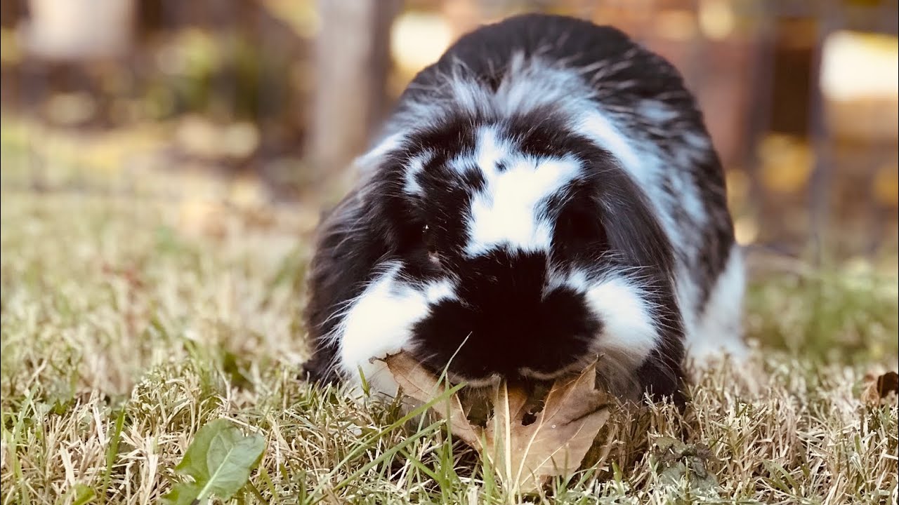 Rabbit eats fall leaves!!! 🐰🍂💕