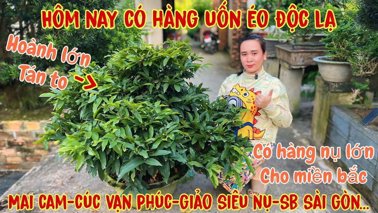 28/11☎️0706938527 Quế Anh ☎️🌳Mai V&agrave;ng Chơi Tết Gi&aacute; Rẻ🌳sbsg-giảo hương-giảo ph&uacute; t&acirc;n-giảo nhung🌳