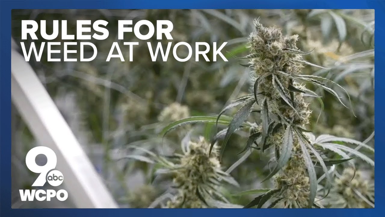 How does Ohio's new cannabis law impact employees?
