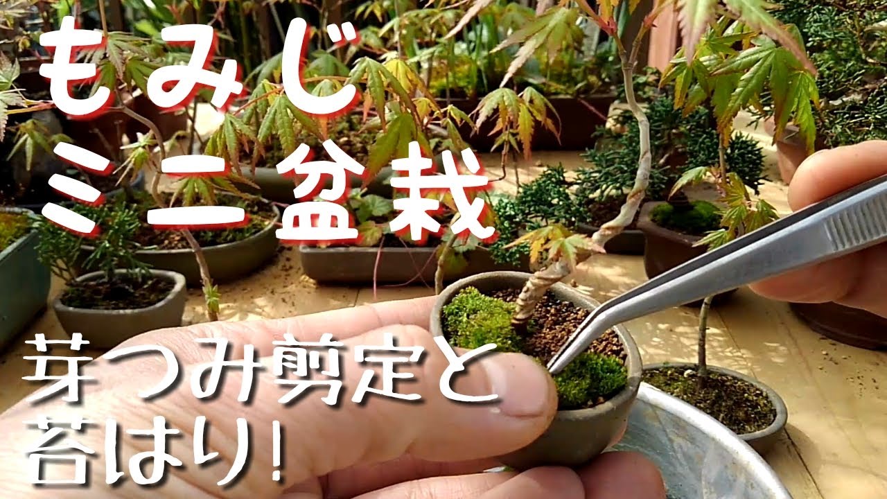 もみじミニ盆栽　芽つみ剪定と苔はり！