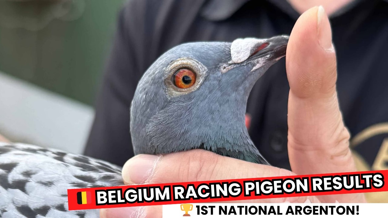 🇧🇪 Racing Pigeon Results Belgium | National Argenton 2025 Champions!
