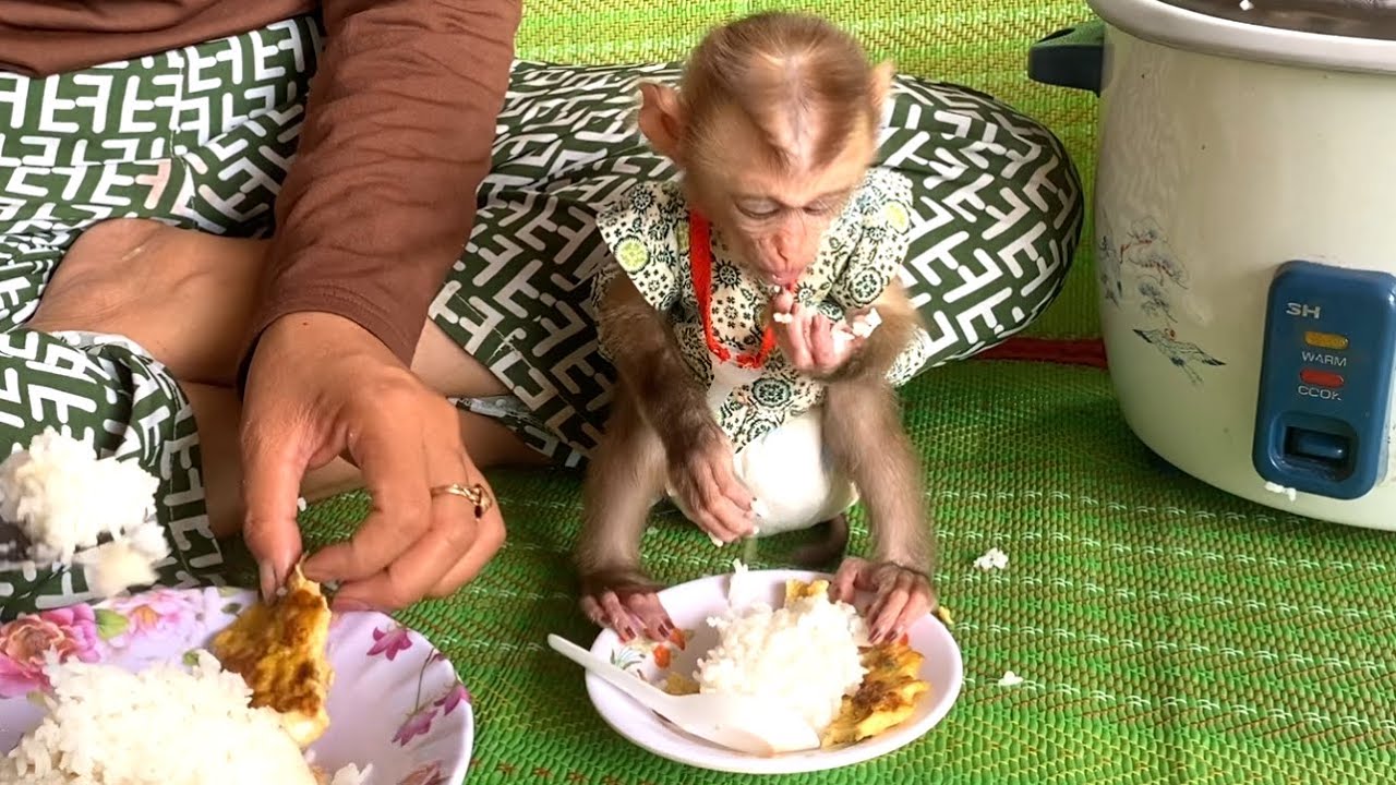 So delicious!! The adorable baby monkey LIORA is eating rice and eggs with her mom for lunch