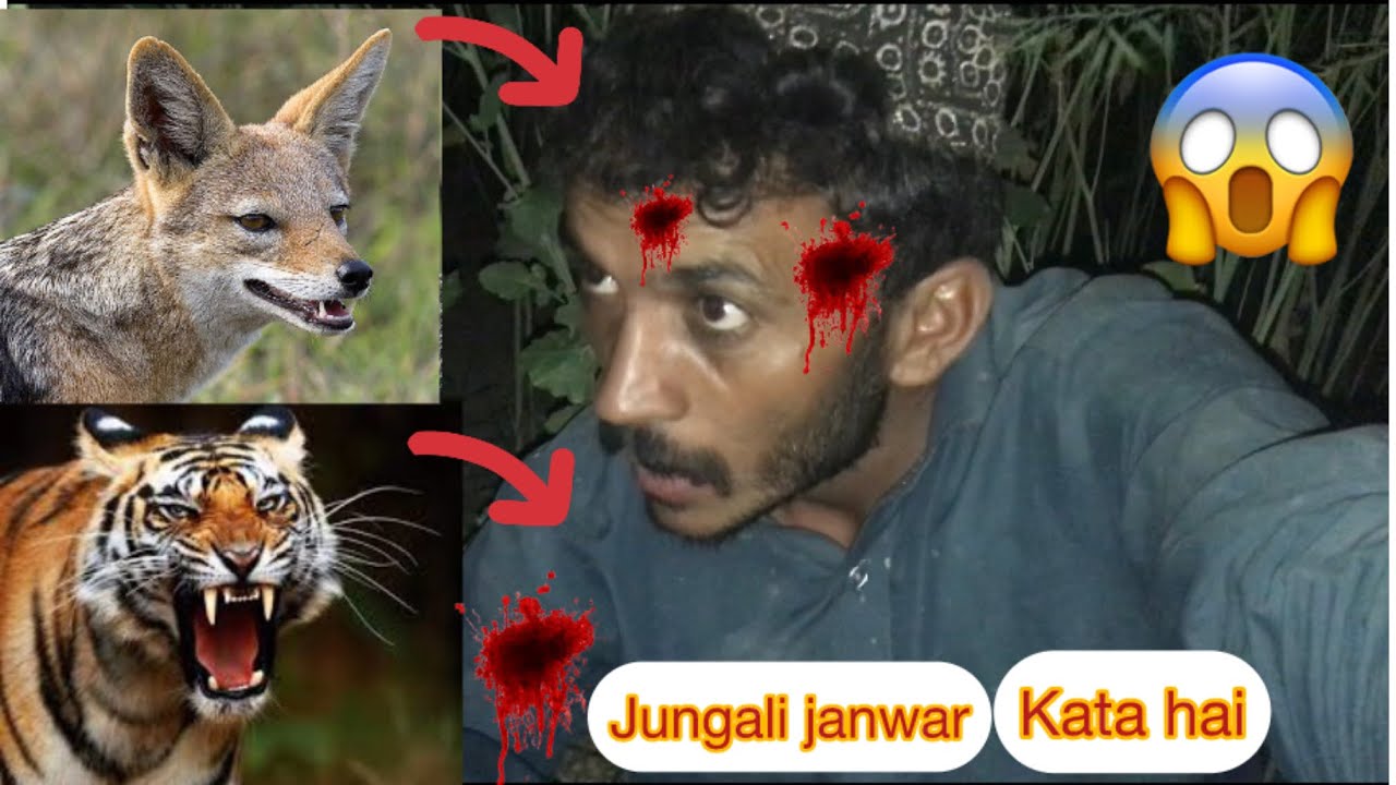 jungle mein fas Gaya Hun 🥲 Tiger Jungali janwar 😱 Kata hai Ameenofficial 