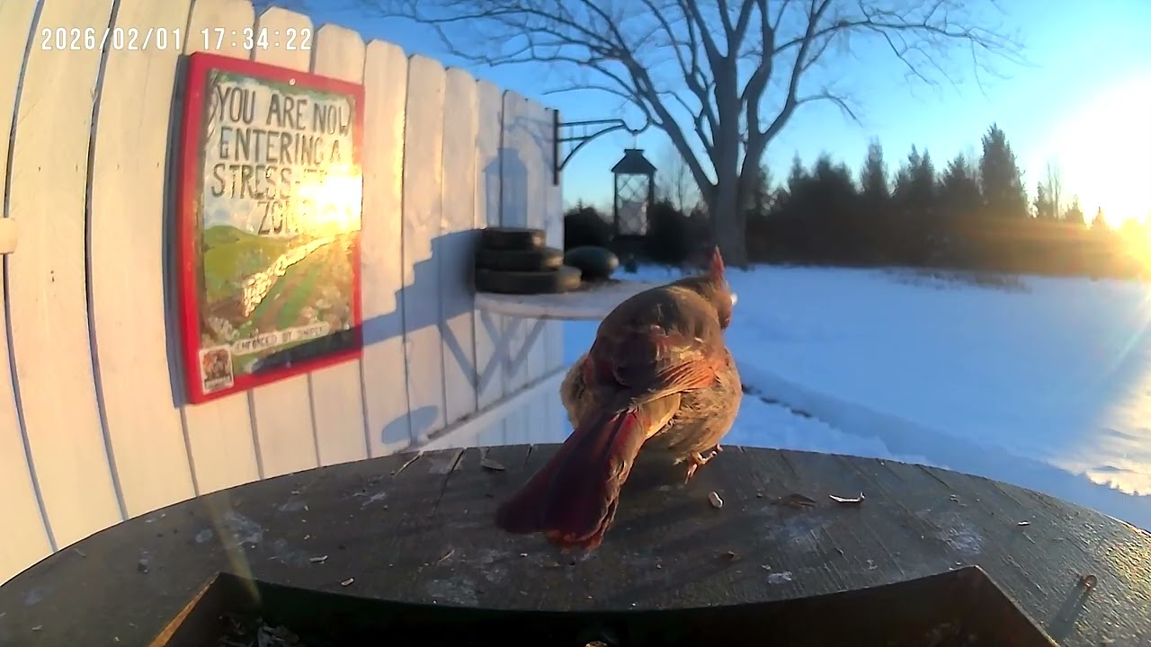 Birds and Wildlife Clips