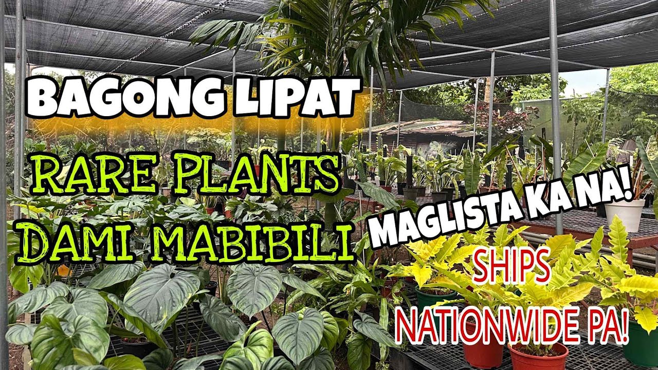 RARE PLANTS DAMI MABIBILI SHIPS NATIONWIDE PA! MAKIMINE NA😲  #GARDENTOUR #GARDEN #rareplants 