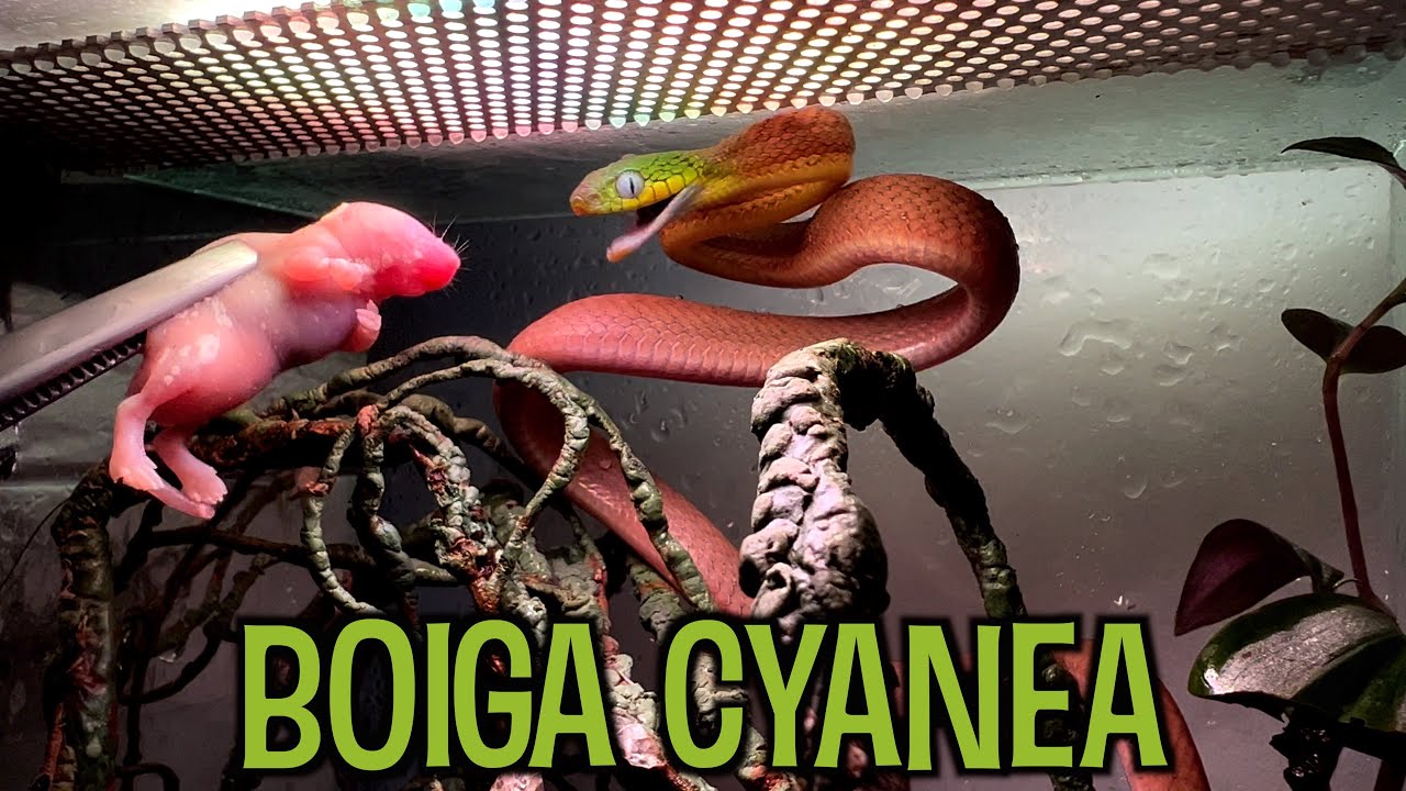 Boiga KĄSA WSZYSTKO, Redżi JEST GŁODNA, a Burmball URÓSŁ BARDZO